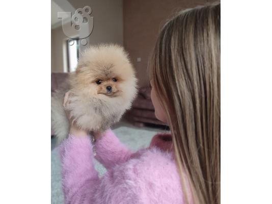 Pomeranian κουτάβια