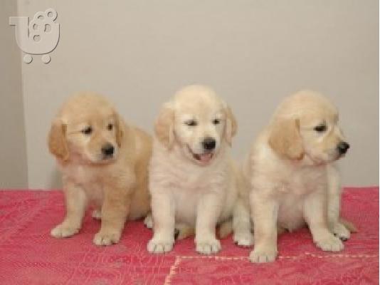 PoulaTo: GOLDEN RETRIVER