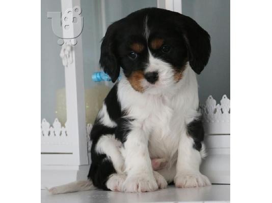 PoulaTo: FANTASTIC Cavalier King Charles ΠΑΠΤΩ ΤΩΡΑ ΕΔΩ