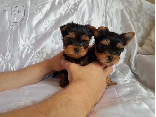 PoulaTo: Γιορκσάιρ Mini / yorkshire terrier