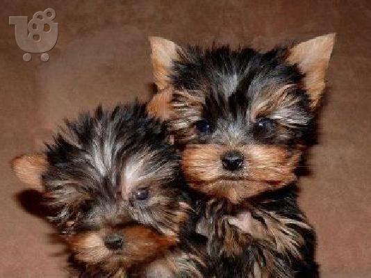 YORKSHIRE TERRIER