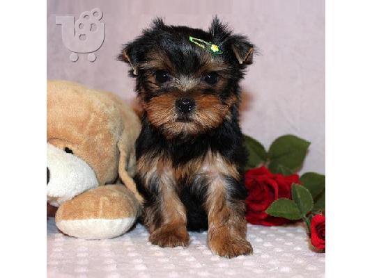 PoulaTo: αξιολάτρευτο mini Yorkshire terrier κουτάβι