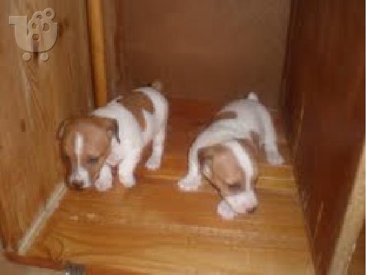 PoulaTo: jack russell
