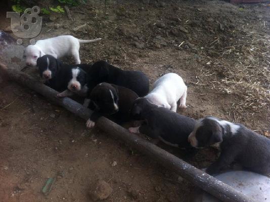 pwlountai koutavia pitbull