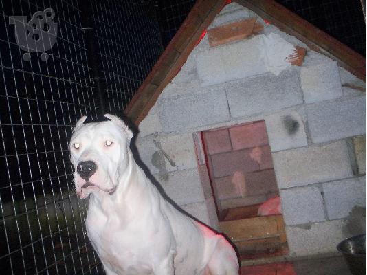 ΠΩΛΟΥΝΤΑΙ ΚΟΥΤΑΒΙΑ ΚΑΘΑΡΟΑΙΜΑ DOGO ARGENTINO