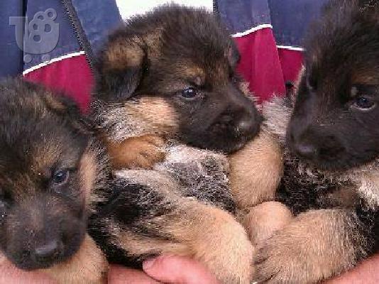 German Shepherd καθαροαιμα Αθηνα-Θεσσαλονικη-κρητη 6979314054...