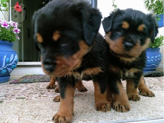 Rottweiler