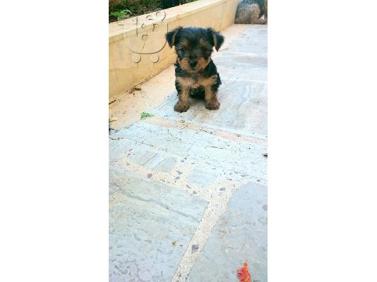 PoulaTo: yorkshire terrier mini