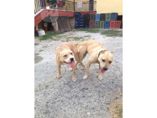 pitbull