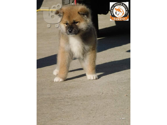 Ιαπωνικά κουτάβια akita