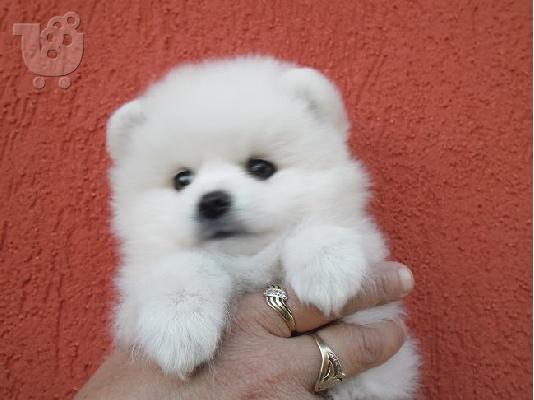 PoulaTo: POMERANIAN