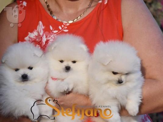 PoulaTo: Λευκά κουτάβια Pomeranian Boo