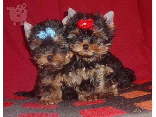 PoulaTo: Yorkshire Terrier Super Mini, Eλευσινα (€ 120.00 )
