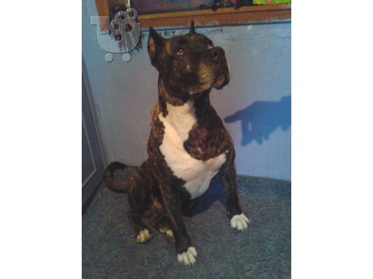 pit bull koutabia