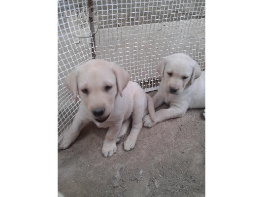 labrador retriever