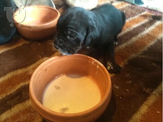 κουταβια cane corso