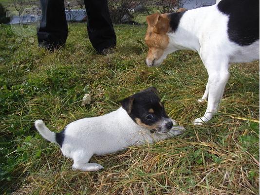 Τζακ Ράσελ (Jack Russel terrier) Τεριέ Τζακ Ράσελ