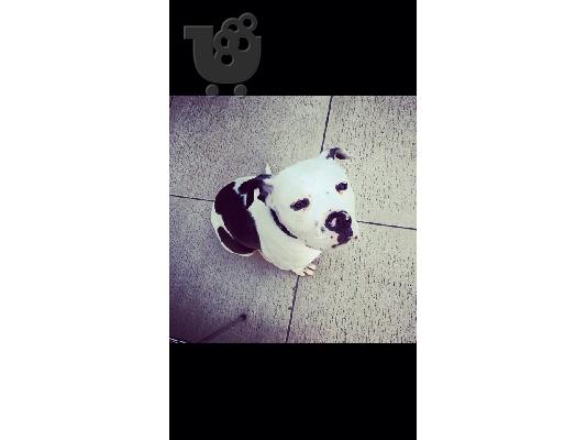Pit Bull