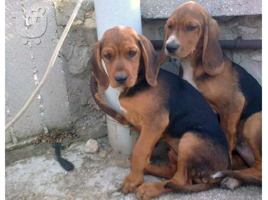 PoulaTo: BASSET HOUND ΗΜΙΑΙΜΗ ΧΑΡΙΖΕΤΑΙ