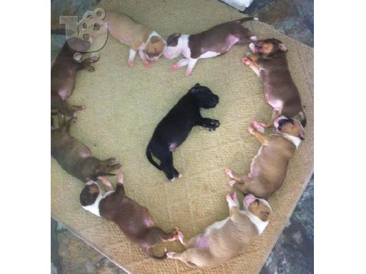 pit bull j kas