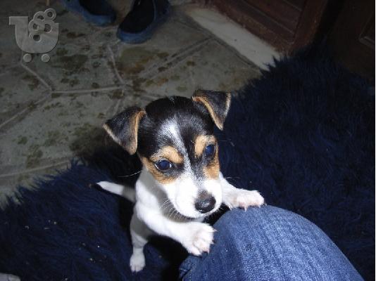 Τζακ Ράσελ (Jack Russel terrier) Τεριέ Τζακ Ράσελ