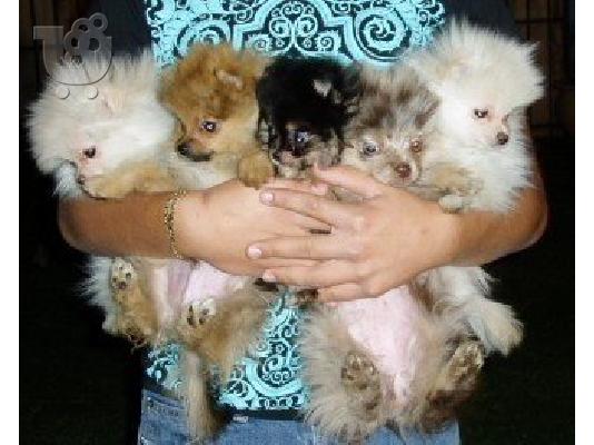 PoulaTo: pomeranian toy