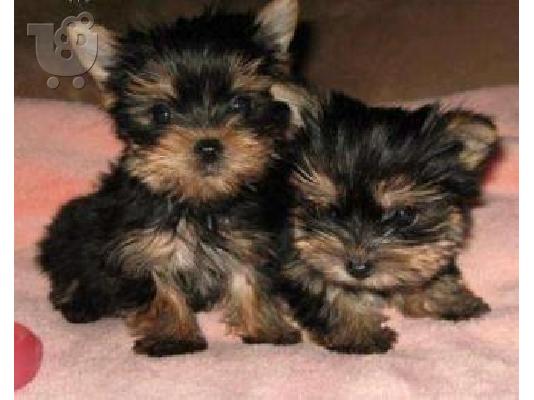 Yorkshire Terrier-Γιόρκσάϊρ τεριέ