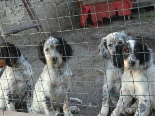 English Setter