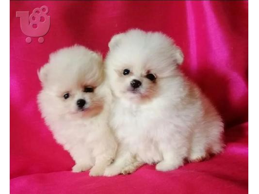 PoulaTo: Mini catelusi pomeranian gata