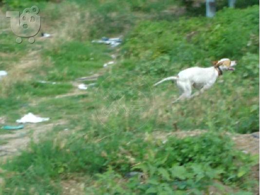 Καθαροαιμα pointer με χαρτια,3 αρσενικα και 4 θηλυκα απο κυνηγο....