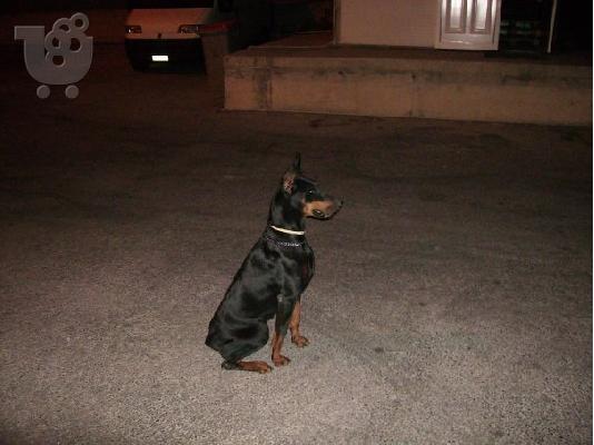 DOPERMAN  Ντόμπερμαν