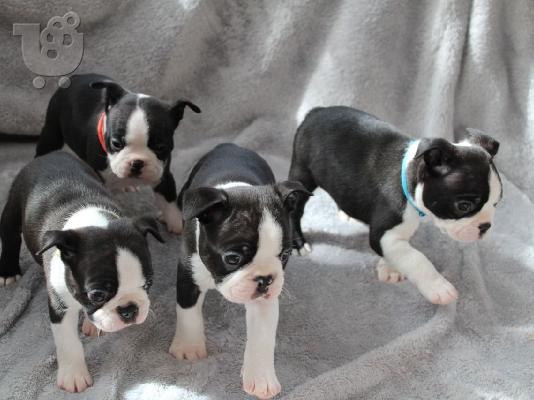 PoulaTo: Διαθέσιμα προς πώληση κουτάβια Boston Terrier