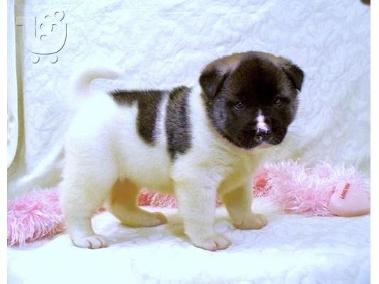 PoulaTo: Akita inu κουτάβι