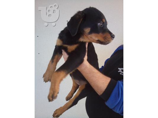 ΠΩΛΟΥΝΤΑΙ ΚΑΘΑΡΟΑΙΜΑ ΚΟΥΤΑΒΙΑ ROTTWEILER-250Ε