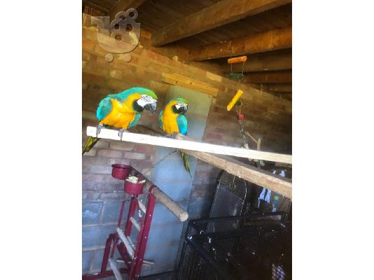 Μπλε και χρυσά Macaws