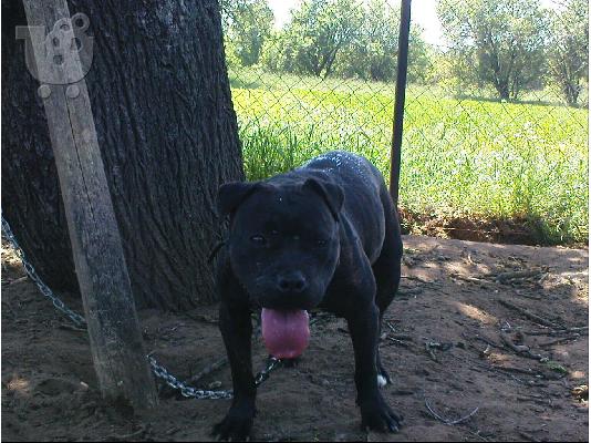 ΠΩΛΕΙΤΑΙ pitbull staffordshire