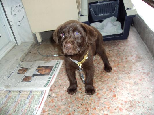 LABRADOR CHOCOLATE ΛΑΜΠΡΑΝΤΟΡ ΣΟΚΟΛΑΤΙ