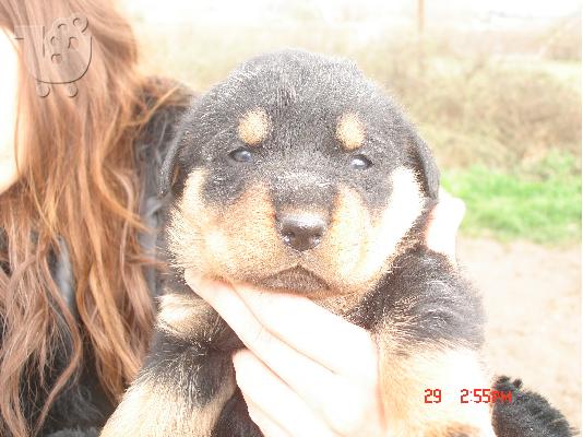 rottweiler puppies