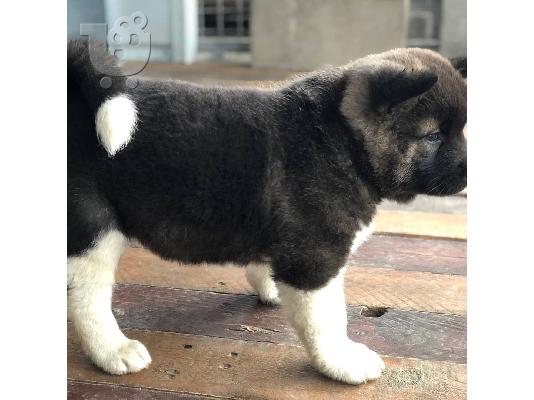 Πώληση AKC reg αρσενικά και θηλυκά κουτάβια Akita.
