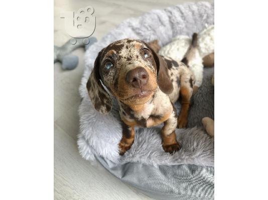 Dachshund Puppies