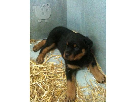 PoulaTo: ROTTWEILER