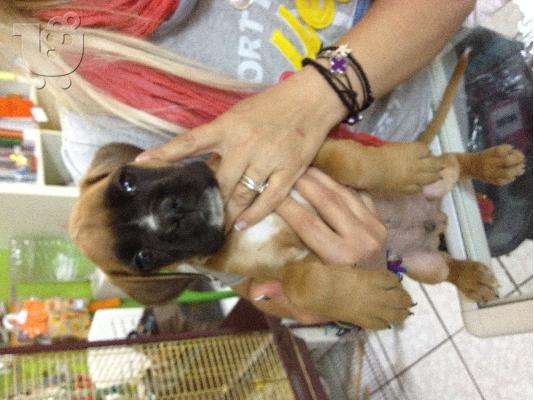 PoulaTo: boxer