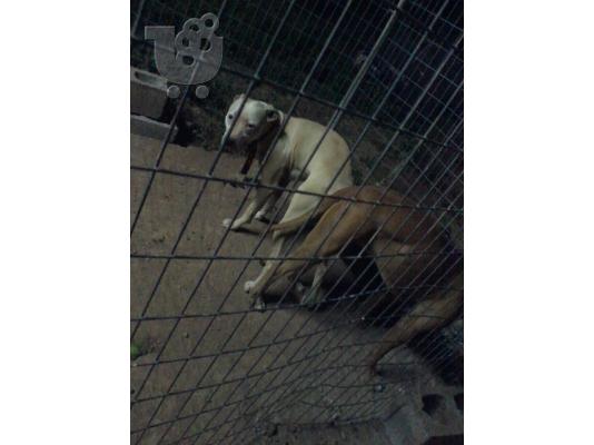pit bull aligator me terrie