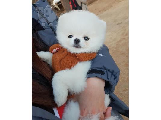 PoulaTo: Γλυκά μικρά Pomeranian κουτάβια
