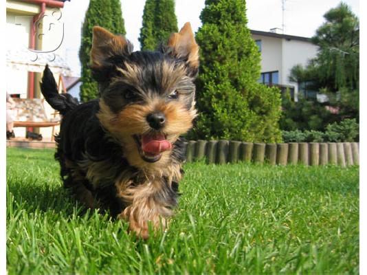 PoulaTo: Δύο πανέμορφα  Yorkshire terrier  Aσπρος Τεριέ των Δ. Χάιλαντς