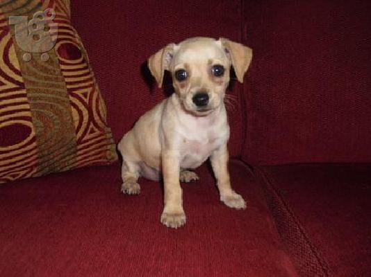 PoulaTo: mini Pinscher