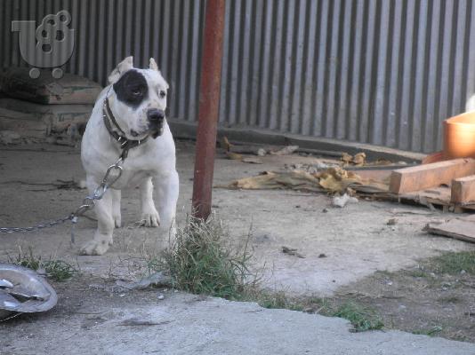 bandog x pit-bull Πίτμπουλ