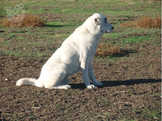 ANTAΛΛΑΣΩ ΚΟΥΤΑΒΙΑ KANGAL