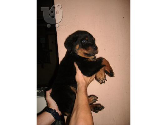 ROTTWEILER Ροτβάιλερ