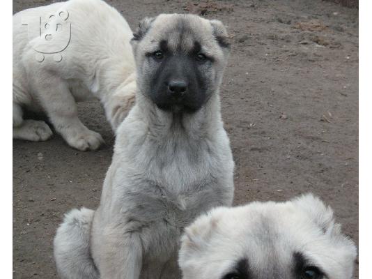 Τουρκικά kangal